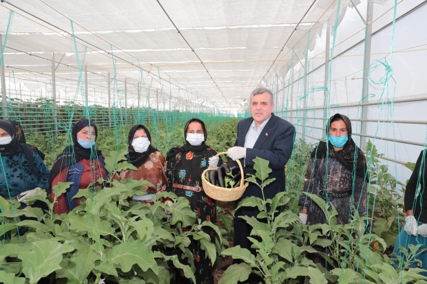 Şanlıurfa’da seracılık projesinde ilk hasat