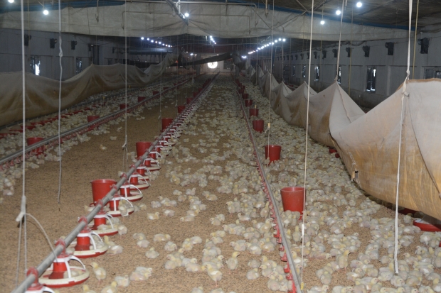 Tavuk yetiştiricilerinden beyaz et şirketlerine mesaj
