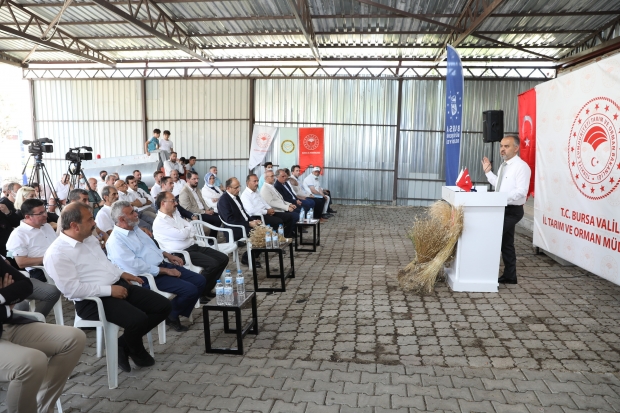 Siyez buğdayı ve çörek otunda hasat zamanı