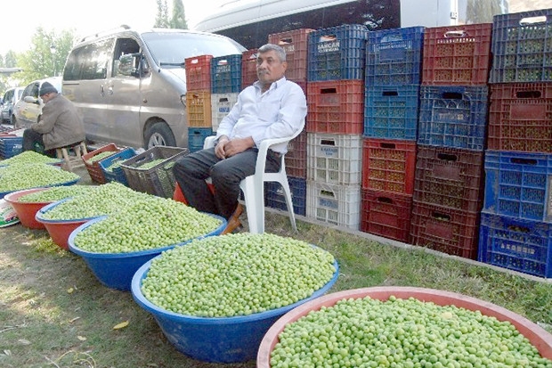 Yeşil zeytin satışı başladı