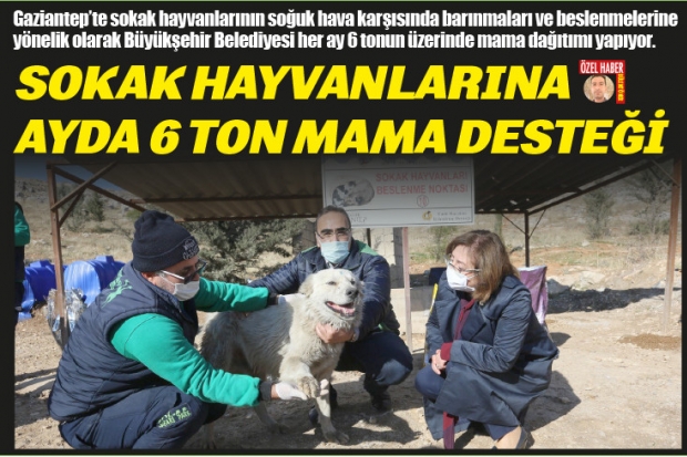 SOKAK HAYVANLARINA AYDA 6 TON MAMA DESTEĞİ