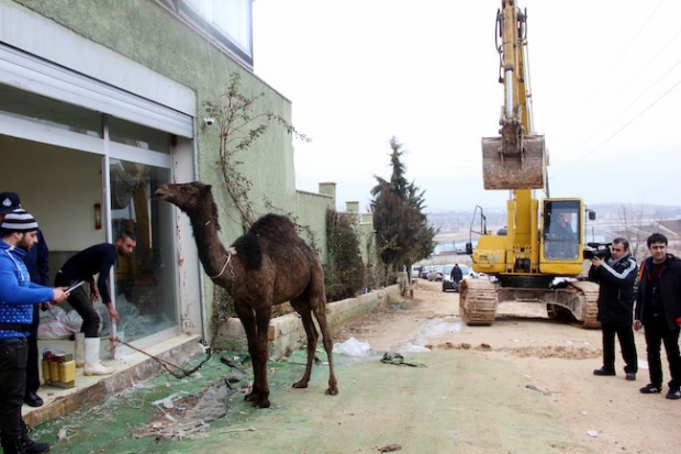 Yıkıma tepki için deve kestirdi