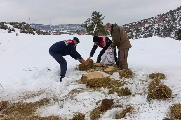 Karlı yolları yaban hayvanları için aştılar