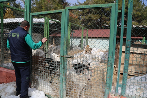 Sokak hayvanları için 50 dönümlük doğal yaşam parkı