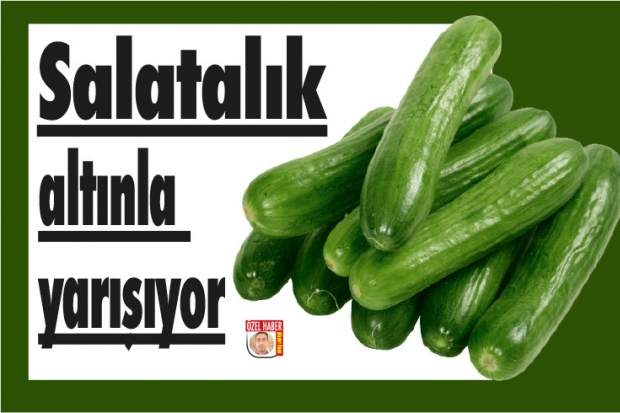 Salatalık altınla yarışıyor