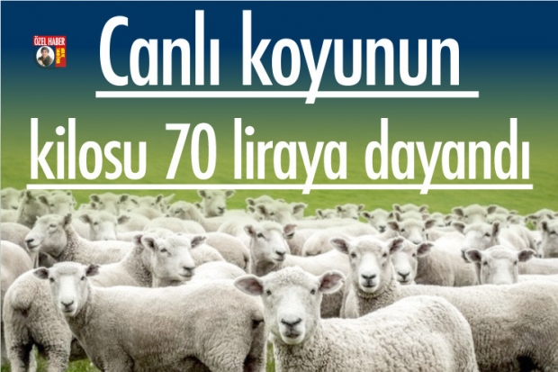 Canlı koyunun kilosu 70 liraya dayandı