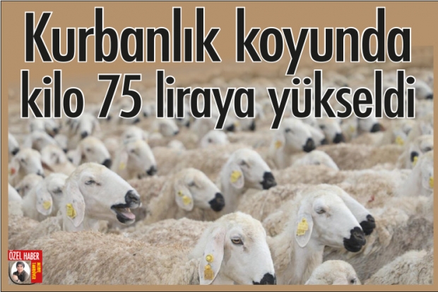 Kurbanlık koyunda kilo 75 liraya yükseldi