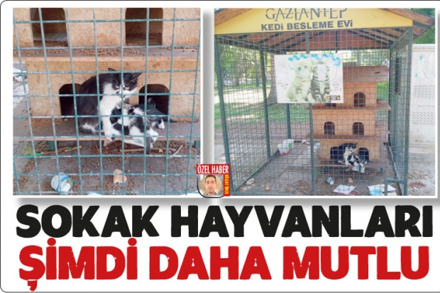 Sokak hayvanları şimdi daha mutlu