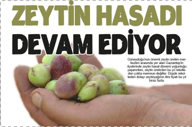 Zeytin hasadı devam ediyor