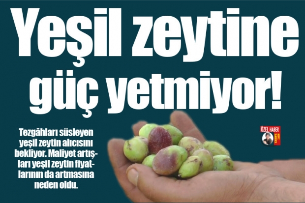 Yeşil zeytine güç yetmiyor!