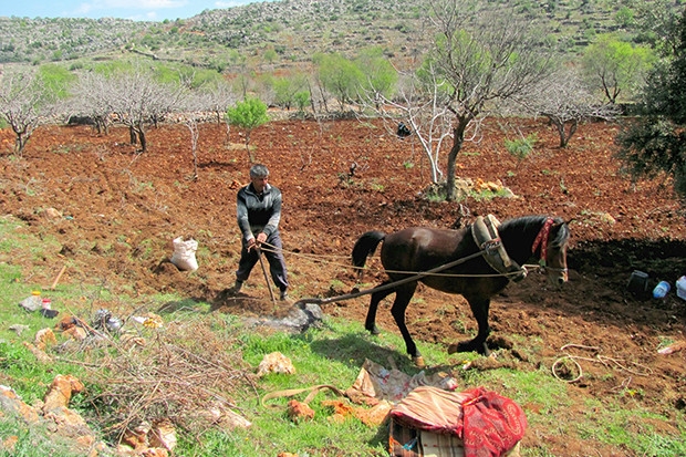 Fıstık üreticilerinin yardımına karasaban yetişiyor