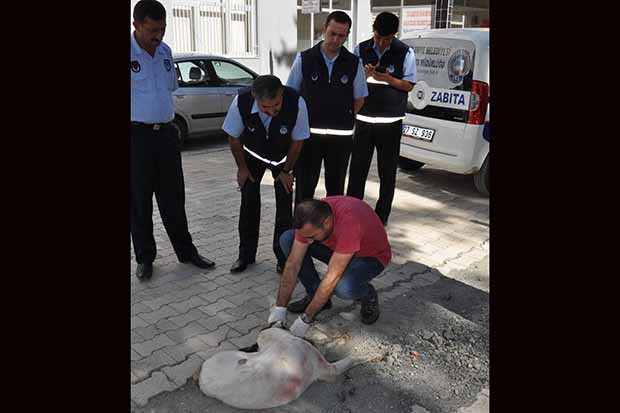 Gaziantep'te zabıta ekipleri zehirlenen köpek için seferber oldu
