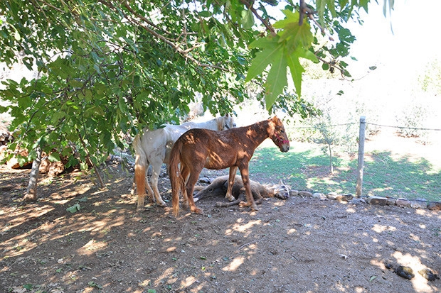 Anne at yaralı yavrusunun başında bekledi