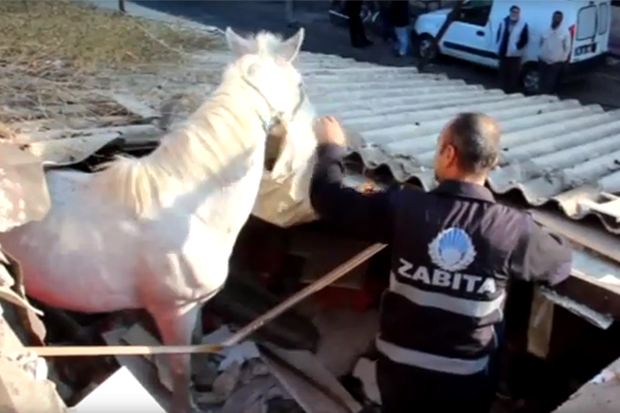 Çatıya at düştü