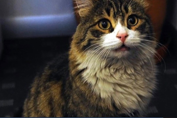 CHP’nin resmi kedisi "Şero" salondakilere seslendi