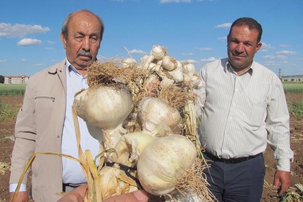 Araban Ovası'nda 'Beyaz Altın' hasadı başladı