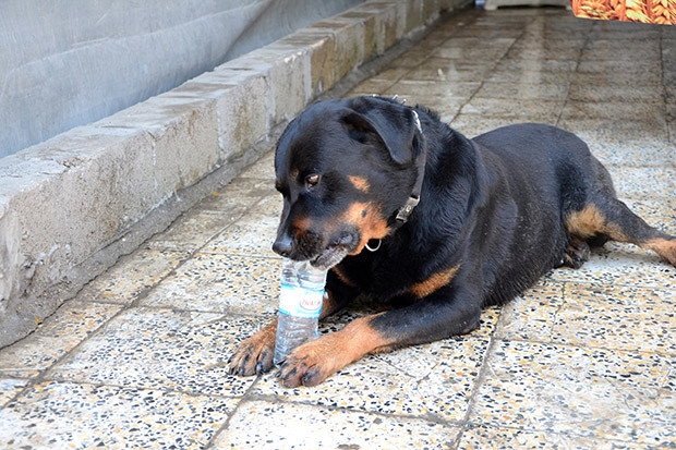 Kayıp köpek Doby aylar sonra sahibine kavuştu