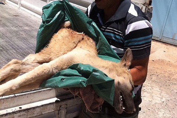 Yaralı sokak köpeğinin tedavisi için seferber oldular