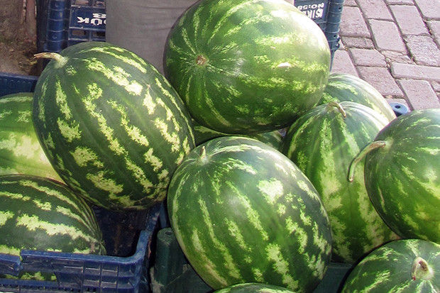 Araban Karpuzu tezgahlardaki yerini aldı