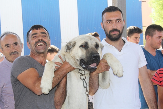 Kangallar ’en güzel’ olmak için yarıştı