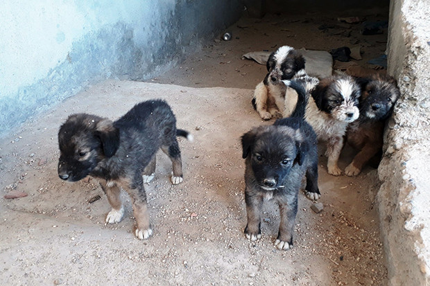 7 yavru köpeği çuvalla inşaata attılar