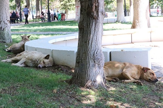 Kavurucu sıcak hayvanları da olumsuz etkiliyor