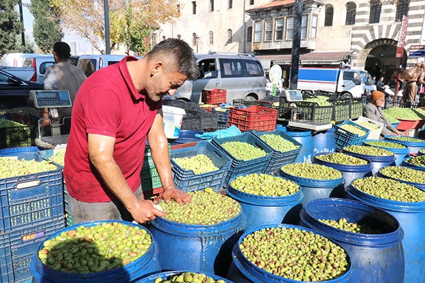 Yağışlar zeytin fiyatlarını artırdı