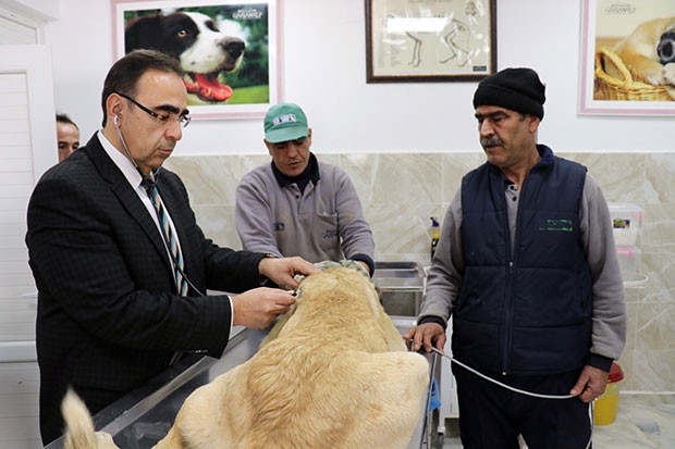 Bir yılda bin 250 sokak köpeği sahiplendirildi