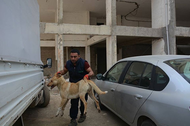 Başı boş köpekler toplandı