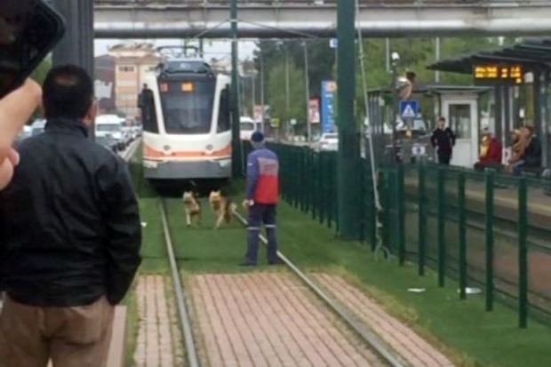 Tramvaya kurt köpeği eskortu