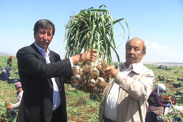 Yeşil sarımsak hasadı başladı