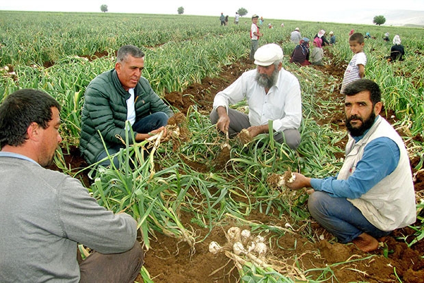 15 bin tarım işçisine iş imkanı