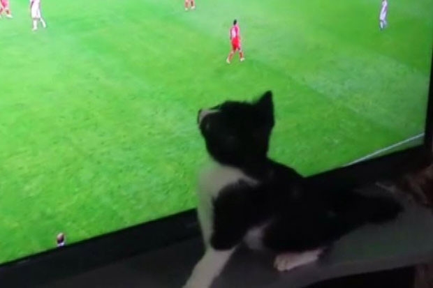 Fanatik kedinin Dünya Kupası heyecanı