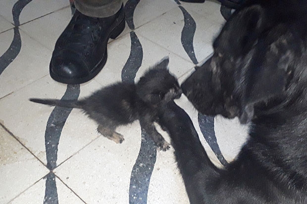 Köpek yavru kediye annelik yapıyor