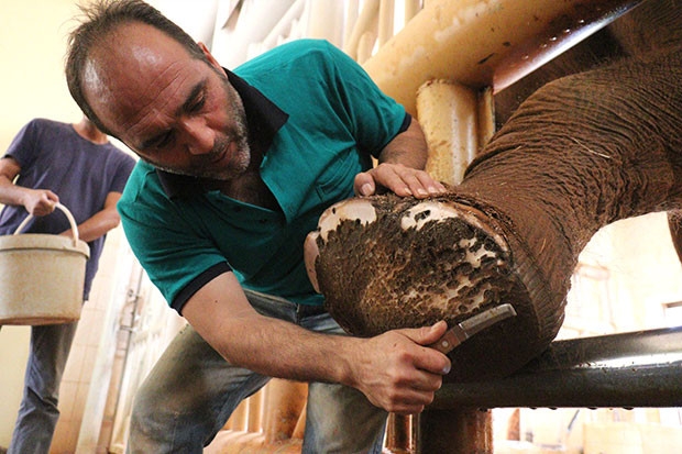 5 tonluk fillerin bayram temizliği