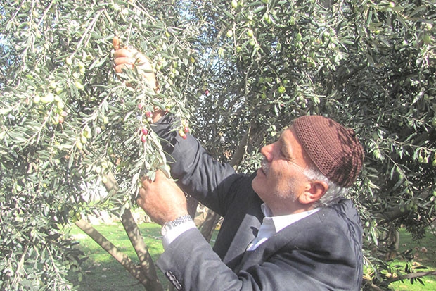 Araban’da zeytin hasadı