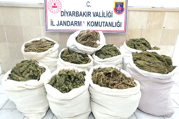 176 kilo esrar ele geçirildi