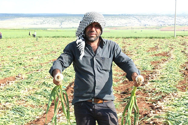 Tüketiciye sarımsak şoku