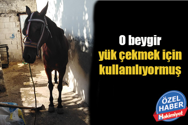 O beygir yük çekmek için kullanılıyormuş