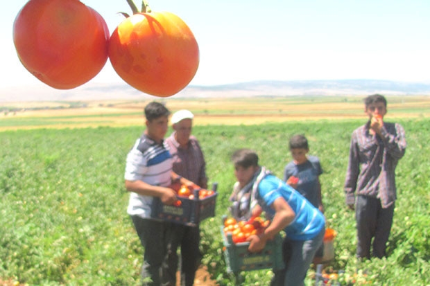 Yerli domates hasadı başladı