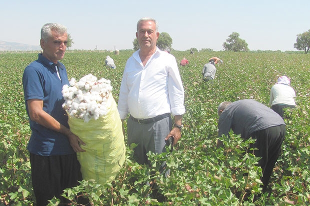 Pamuk hasadına başlandı