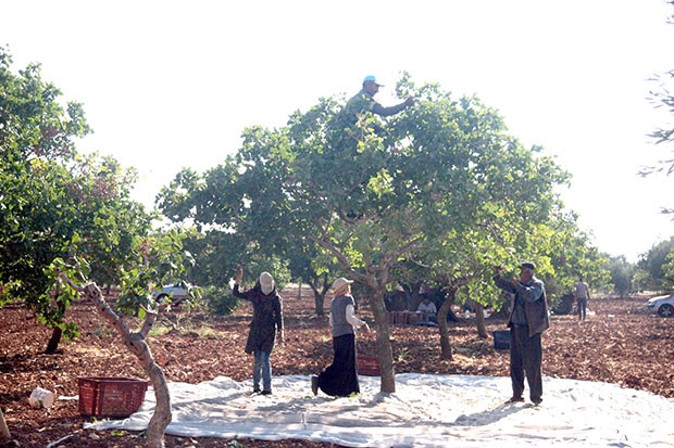 Kilis’te Antep fıstığı hasadı başladı