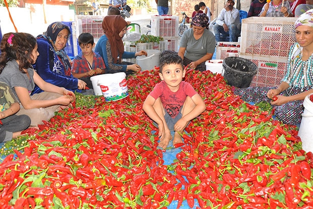 Kadınların geçim kaynağı "kırmızı altın"