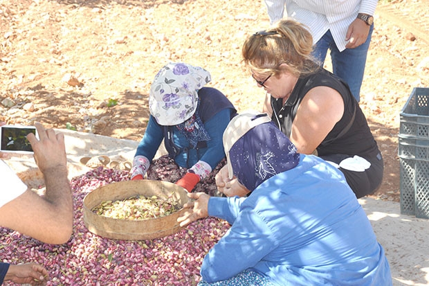 İlk kez Antep fıstığı topladılar