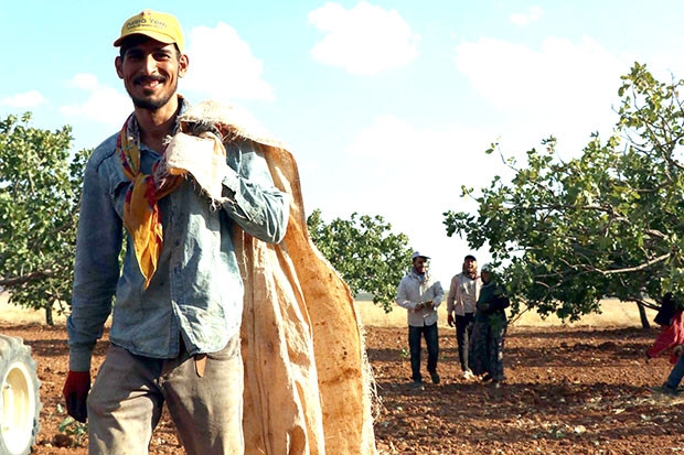 Antep fıstığında düşük rekolte yüksek fiyat