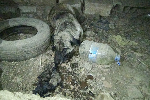 Yavru köpekleri boğulmaktan kurtardı