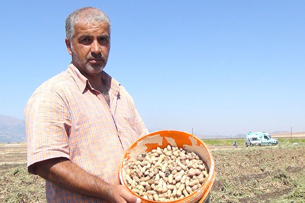 Yer fıstığı hasadı başladı