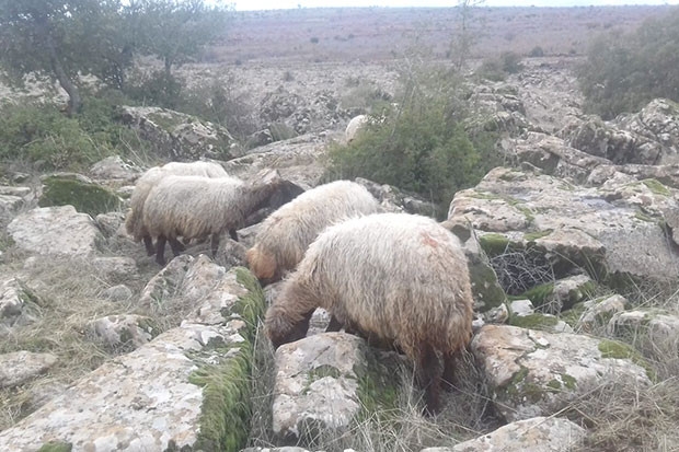 Kaybolan 8 koyunu jandarma buldu