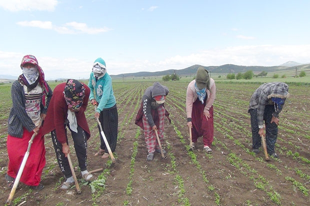 Mevsimlik tarım işçileri koronanın gölgesinde mesai yapıyor