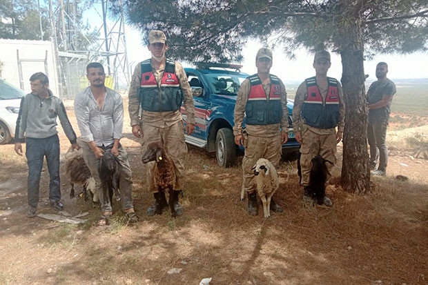 Kaybolan koyunları jandarma buldu